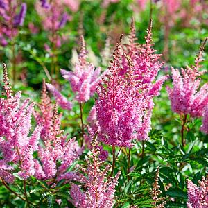 Astilbe (J) 'Rheinland' Pot 9cm.