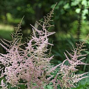 Astilbe (S) 'Sprite' Pot 9cm.