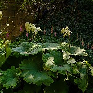 Astilboides tabularis Pot 9cm.