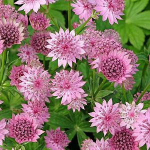 Astrantia maj. 'Roma' Pot 9cm.