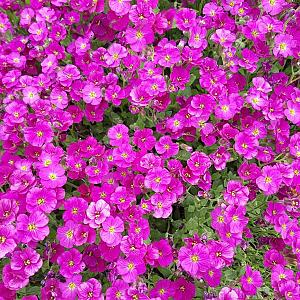 Aubrieta 'Cascade Red' Pot 9cm.