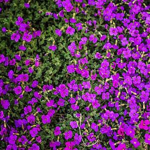 Aubrieta 'Hamburger Stadtpark' Pot 9cm.