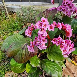 Bergenia cordifolia Pot 9cm.