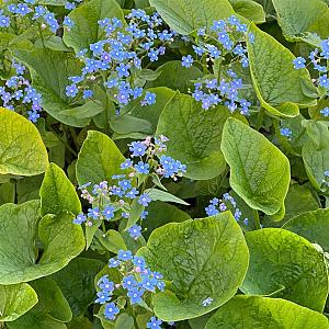 Brunnera macrophylla Pot 9cm.