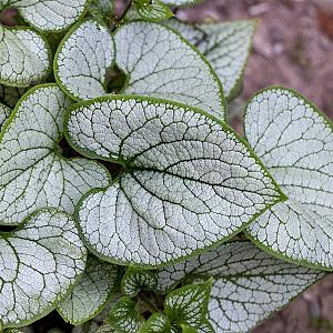Brunnera mac. 'Sea Heart' Pot 9cm.