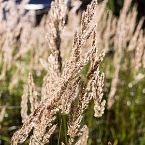 Calamagrostis acut. 'Karl Foerster' Pot 9cm.