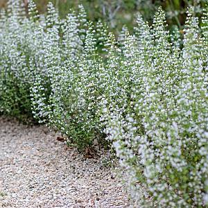 Calamintha n. nepeta Pot 9cm.