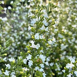 Calamintha n. 'White Cloud' Pot 9cm.