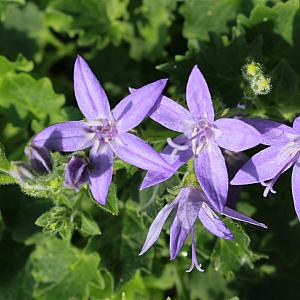 Campanula garganica Pot 9cm.