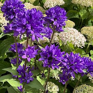 Campanula glomerata 'Acaulis' Pot 9cm.