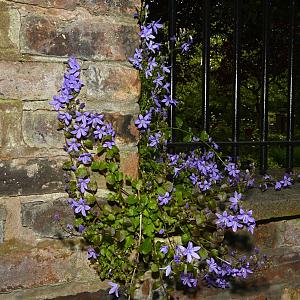 Campanula poscharskyana Pot 9cm.