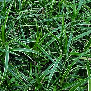 Carex morrowii 'Ice Dance' Pot 9cm.