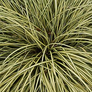 Carex oshimensis 'Evergold' Pot 9cm.