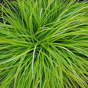 Carex oshimensis 'Everillo' Pot 9cm.