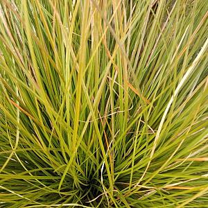 Carex tes. 'Prairie Fire' Container 5lt.