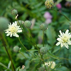 Cephalaria gigantea Pot 9cm.