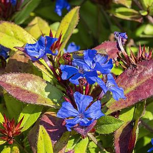 Ceratostigma plumbaginoides Pot 9cm.