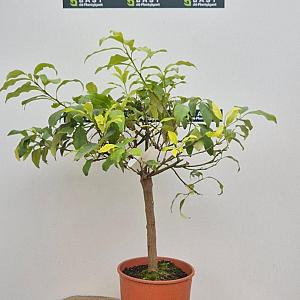 Citrus Kumquat stam Container 15 lt.