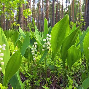 Convallaria majalis Pot 9cm.