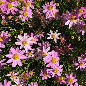 Coreopsis rosea 'American Dream' Pot 9cm.