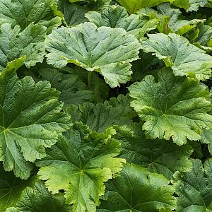 Darmera peltata Pot 9cm.