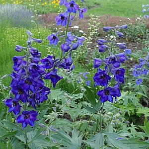 Delphinium (B) 'Bellamosum' Pot 9cm.