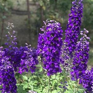 Delphinium (P) 'Black Knight' Pot 9cm.