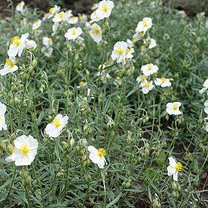Helianthemum 'The Bride' Pot 9cm.