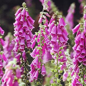 Digitalis purpurea Pot 9cm.