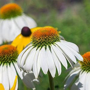 Echinacea purp. 'White Swan' Pot 9cm.