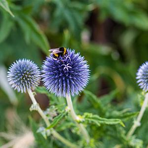 Echinops bannaticus Pot 9cm.