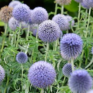 Echinops bannaticus 'Taplow Blue' Pot 9cm.