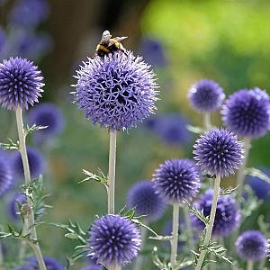 Echinops ritro 'Veitch's Blue' Pot 9cm.