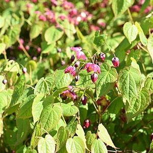 Epimedium rubrum Pot 9cm.