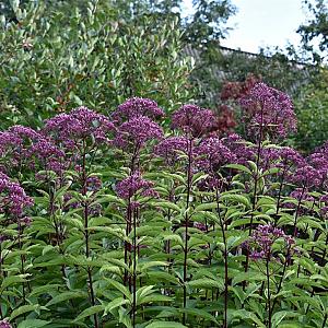 Eupatorium mac. 'Atropurpureum' Pot 9cm.