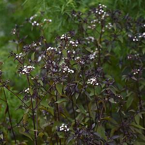 Eupatorium rugosum 'Chocolate' Pot 9cm.