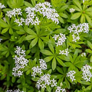 Galium odoratum Pot 9cm.