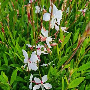 Gaura lindh. 'Whirling Butterflies' Pot 9cm.