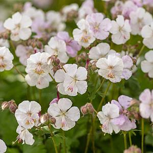 Geranium cantabrigiense 'Biokovo' Pot 9cm.