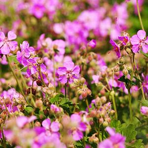 Geranium cantabrigiense 'Cambridge' Pot 9cm.