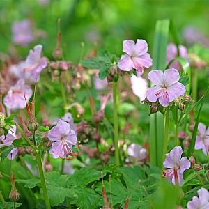 Geranium macr. 'Ingwersen's Var.' Pot 9cm.