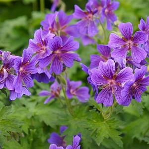 Geranium magnificum Pot 9cm.