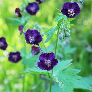 Geranium phaeum Pot 9cm.