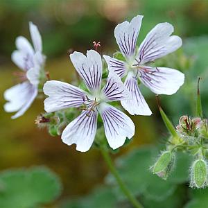 Geranium renardii Pot 9cm.