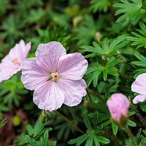 Geranium sanguineum 'Striatum' Pot 9cm.