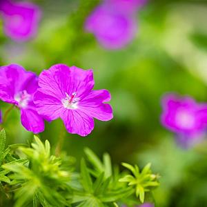 Geranium sang. 'Max Frei' Pot 9cm.