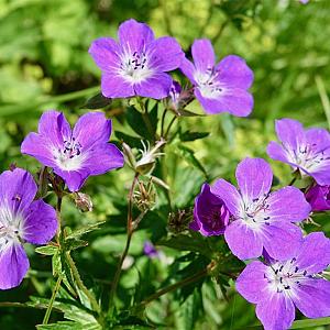Geranium sylvaticum 'Mayflower' Pot 9cm.