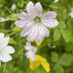 Geranium versicolor Pot 9cm.
