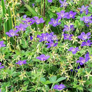Geranium wlassovianum Pot 9cm.