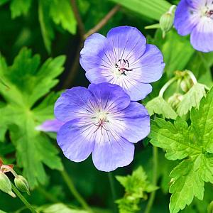 Geranium 'Azure Rush' Pot 9cm.